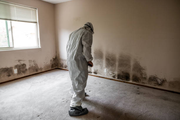 Best Commercial Mold Remediation in Tara Hills, CA