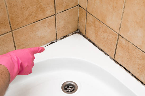 Best DIY Mold Remediation Support Services in Tara Hills, CA